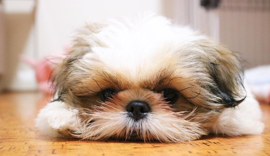 Shih Tzu Arthritis