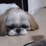 Challenge Shih Tzus Mind