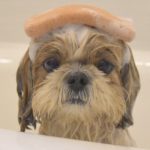 Bathing Your Shih Tzu