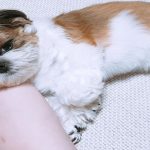 Shih Tzu Puppy