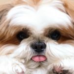 Worms In Shih Tzu