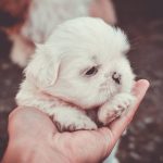 Healthy Shih Tzu