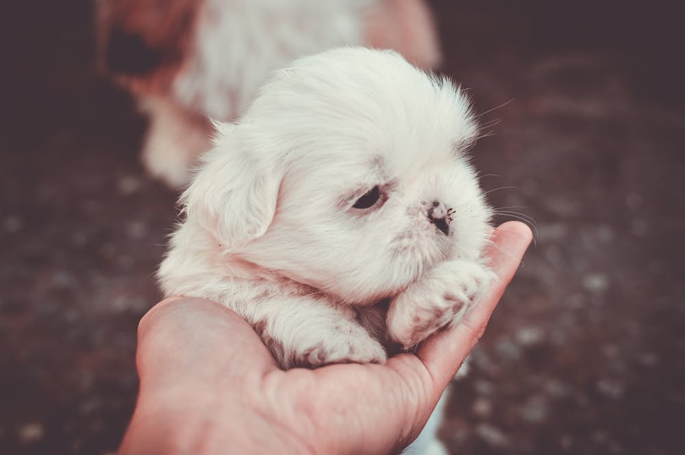 Healthy Shih Tzu