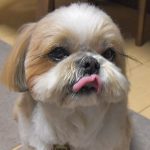 Grumpy Shih Tzu
