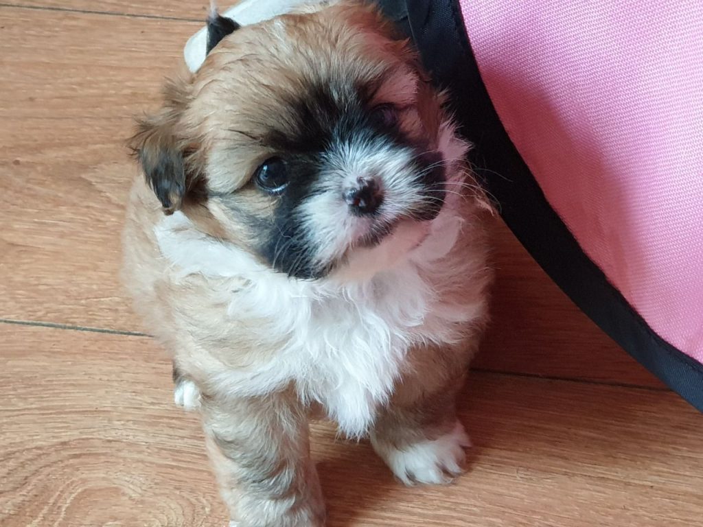 Shih Tzu Mixes & Cross Breeds Shih Tzu World Shih Tzu Mixes & Cross Breeds Shih Tzu World