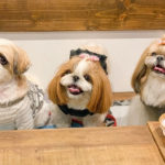 Shih Tzu are The Best