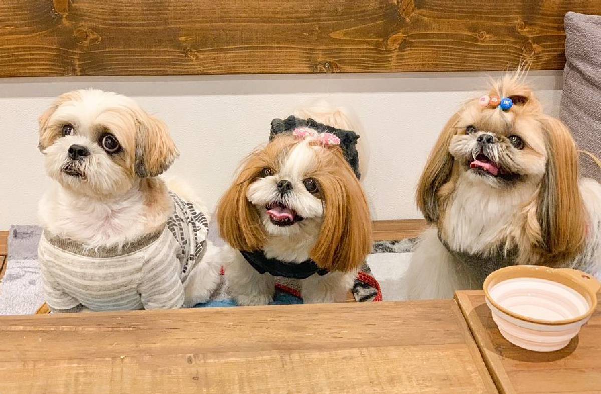 Shih Tzu are The Best