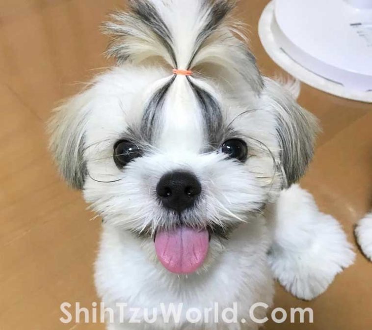 Guide to Top Shih Tzu Hair Cuts and Hair Styles