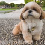Shih Tzu Haircuts