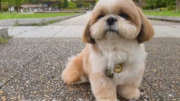 Shih Tzu Haircuts
