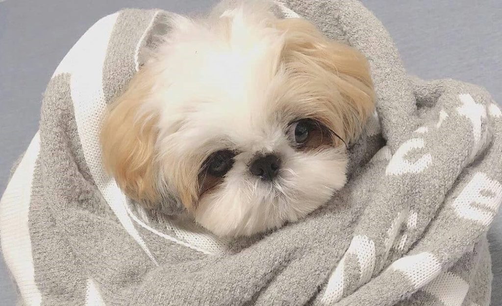 Cost of a Shih Tzu Puppy Shih Tzu World