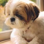 Five Common Misconceptions about Shih Tzu Adoption
