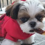 Shih Tzu Chewing problem