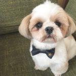 Shih Tzu Tricks
