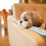 Shih Tzu Temperament