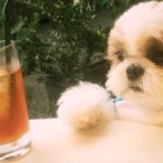 Dogs & Alcohol
