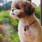 Separation Anxiety in Shih Tzus