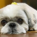 Dog Training Mistakes