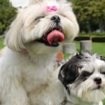 Shih Tzu Birth