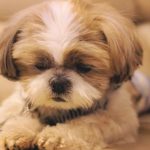 Senior Shih Tzu