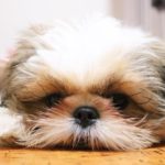 Shih Tzu Arthritis