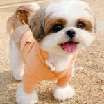 Most Popular Shih Tzu Training Methods