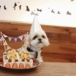 Shih Tzu Birthday