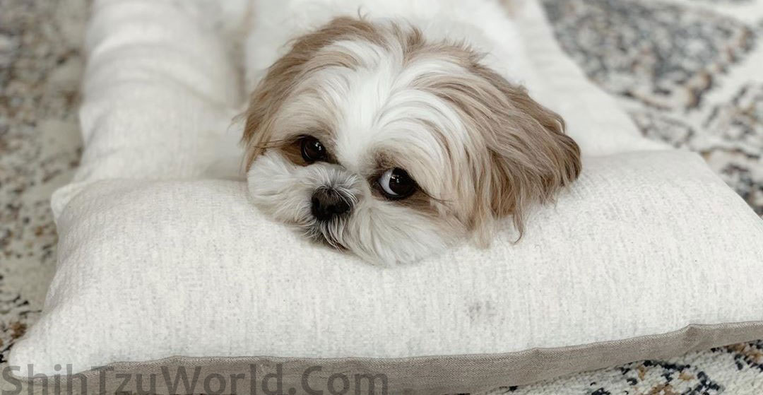 Shih Tzu Insurance