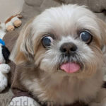 Benefits Of Spaying And Neutering