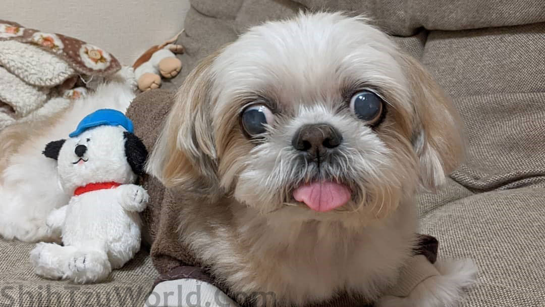 Benefits Of Spaying And Neutering