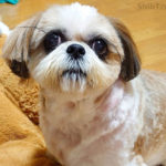 Raising Shih Tzu Puppy