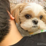 Shih Tzu Benefits