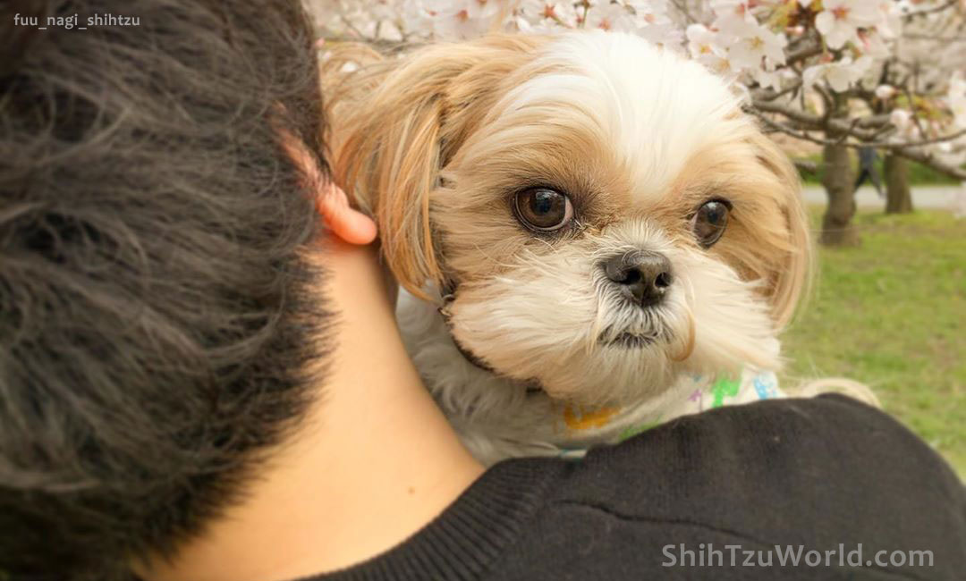 Shih Tzu Benefits