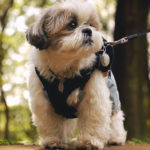 Top Shih Tzu Names