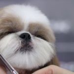 Shih Tzu Grooming