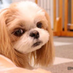 How to Properly Trim Your Shih Tzu’s Nails