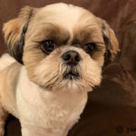 Dealing with a Stubborn Shih Tzu