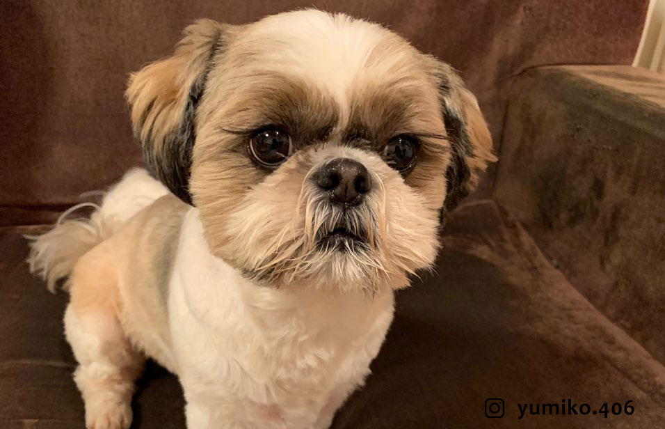 Dealing with a Stubborn Shih Tzu