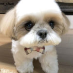 Homemade Food for Shih Tzus