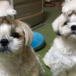 Should I Get Littermates?