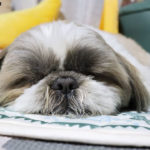 Would Your Solo Shih Tzu Benefit from a Sibling?