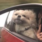 Shih Tzu with Cancer Bucket List