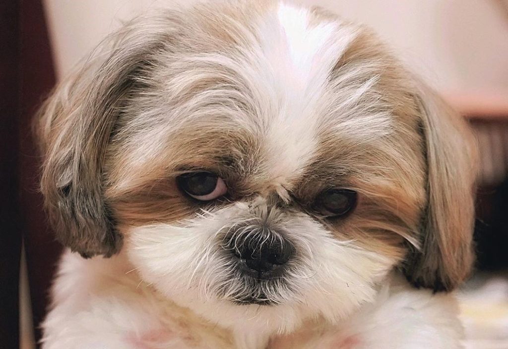5 Simple Ways To Improve Your Shih Tzus Life Shih Tzu World 5 Simple Ways To Improve Your Shih Tzus Life Shih Tzu World