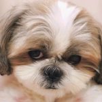 Shih Tzu Life