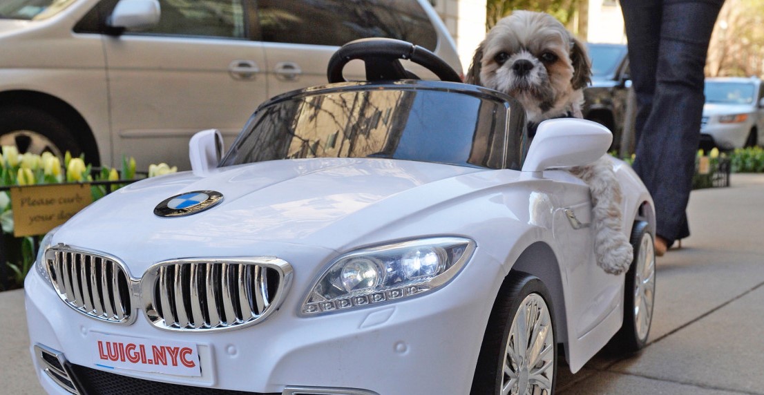 Shih Tzu In Car