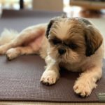 Jobs Shih Tzu Can do Better