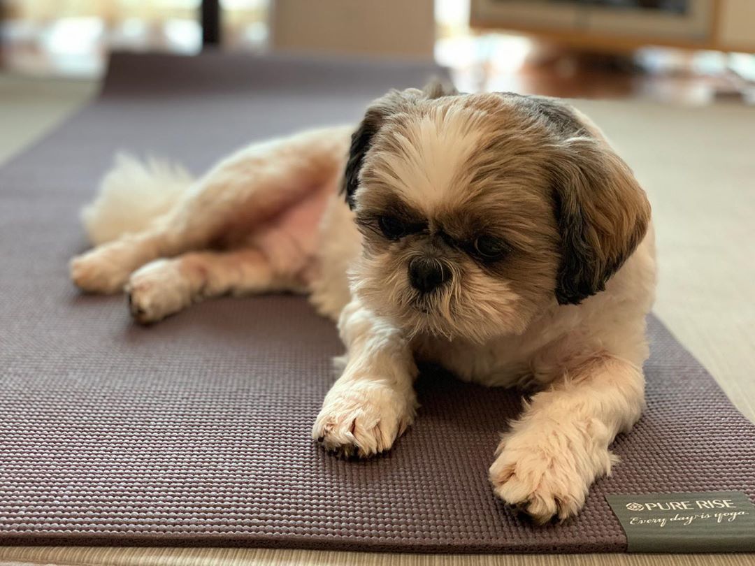 Jobs Shih Tzu Can do Better