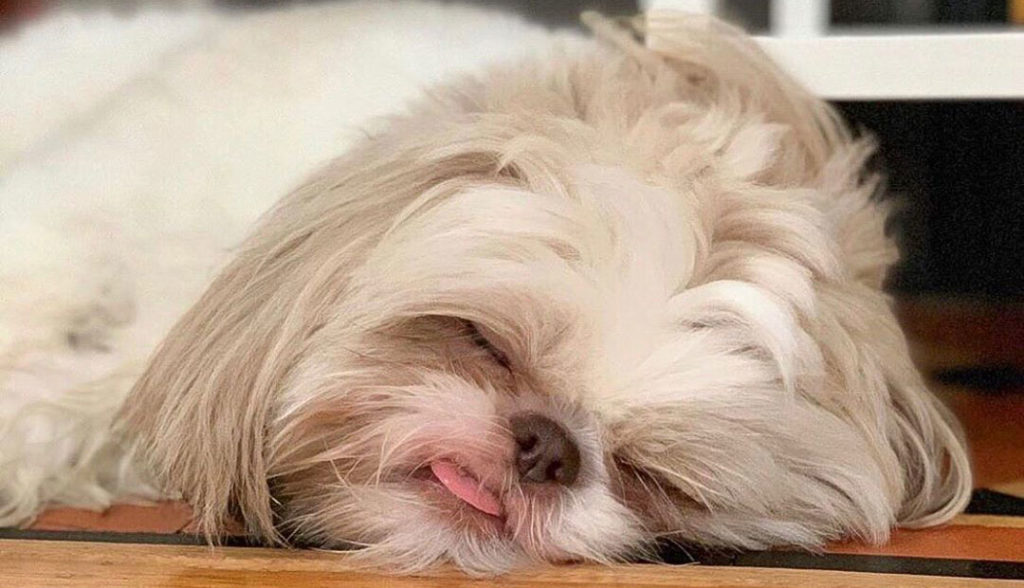 Do dogs Dream?