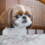 Lessons We Can Learn from Shih Tzus