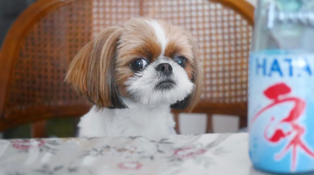 Lessons We Can Learn from Shih Tzus